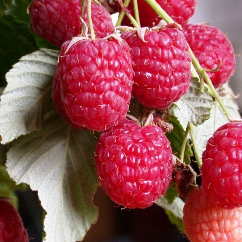 Малина Сказка