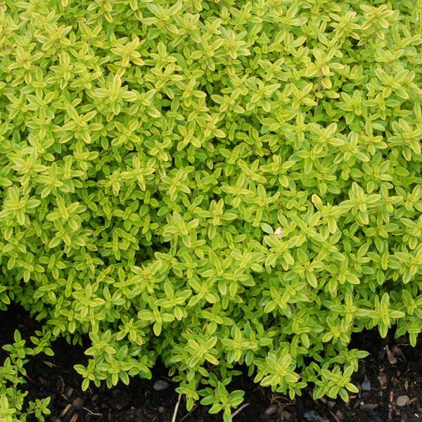 Основное изображение товара