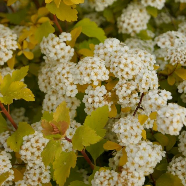 Основное изображение товара