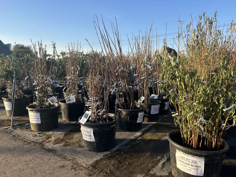 Плодовые с ОКС