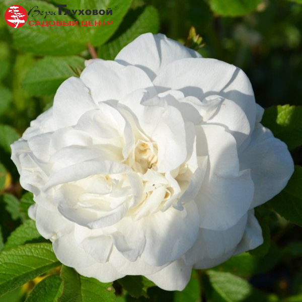 Основное изображение товара