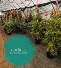Продолжаем продавать хвойные в контейнерах