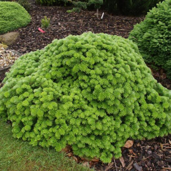 Пихта корейская "Тундра" - Abies koreana Tundra