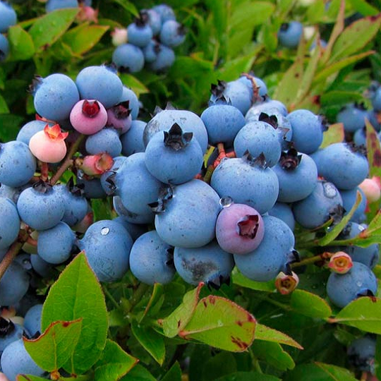 Основное изображение товара