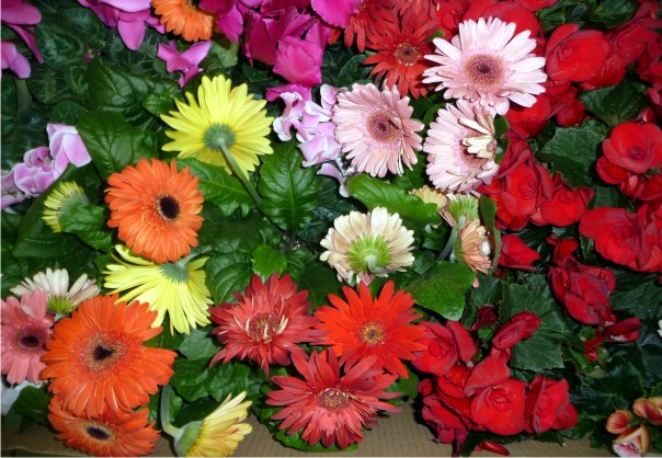 Полезные горшечные растения Полезные горшечные растения