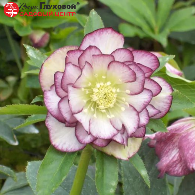 Основное изображение товара