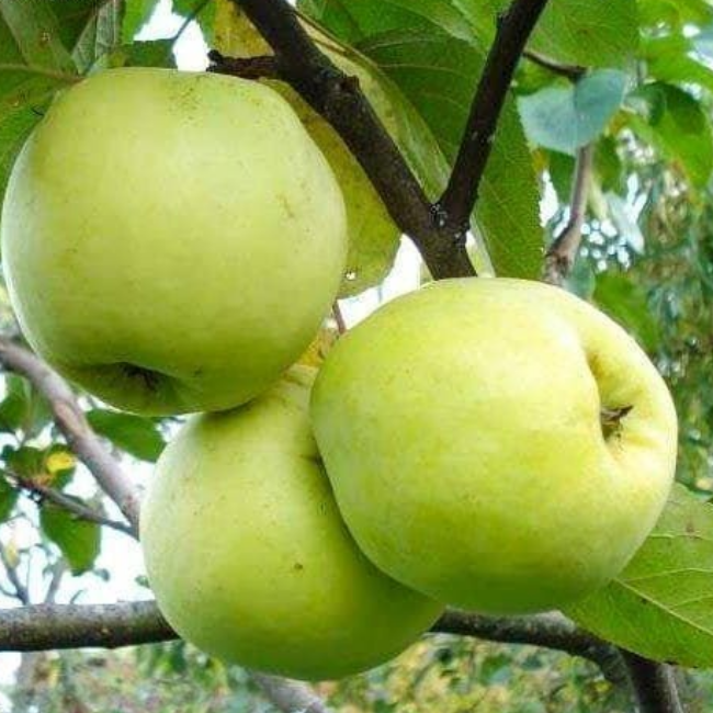 Яблоня Антоновка