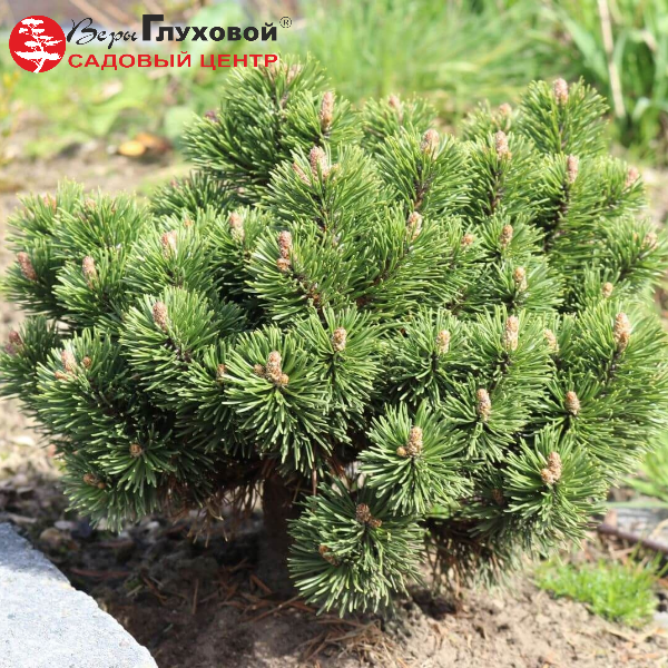 Сосна горная "Лаурин" (Pinus mugo "Laurin")