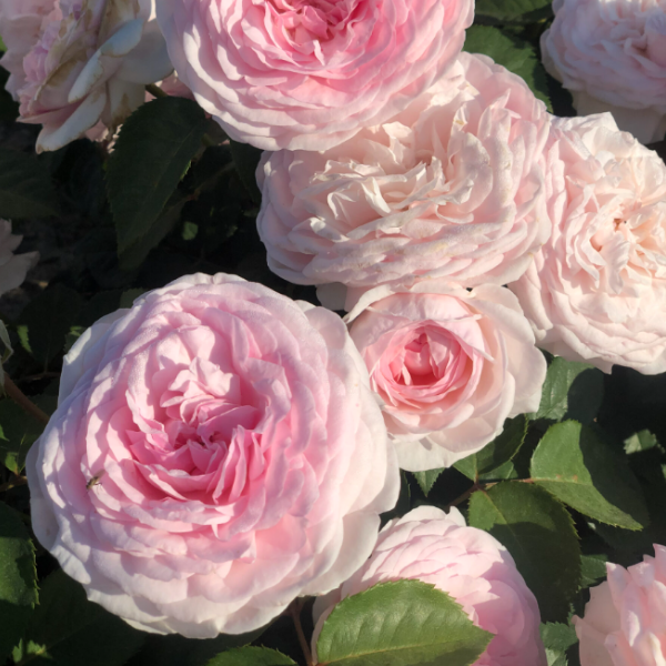 Основное изображение товара