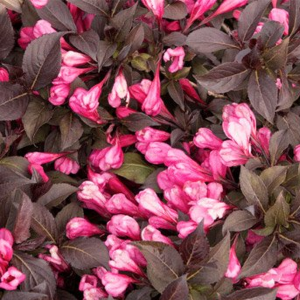 Основное изображение товара