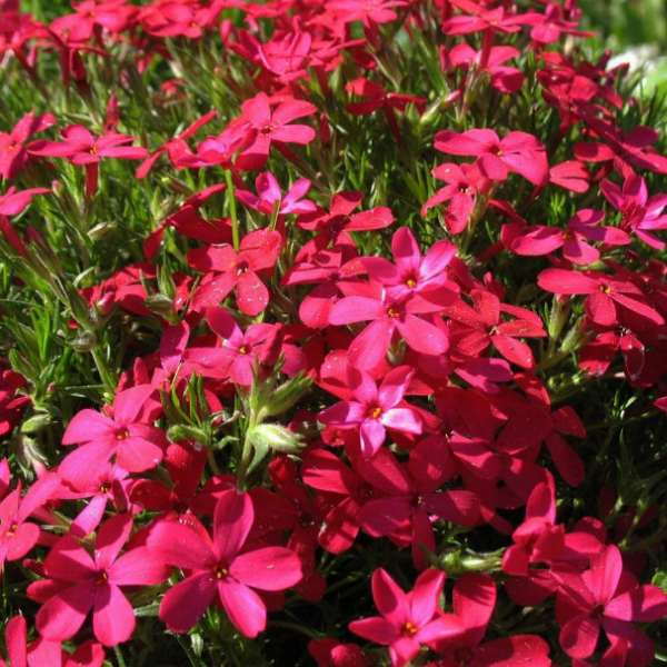 Основное изображение товара