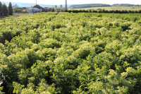 Гортензии набирают цвет