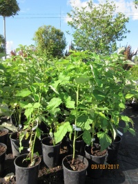 Плодовые растения в контейнерах