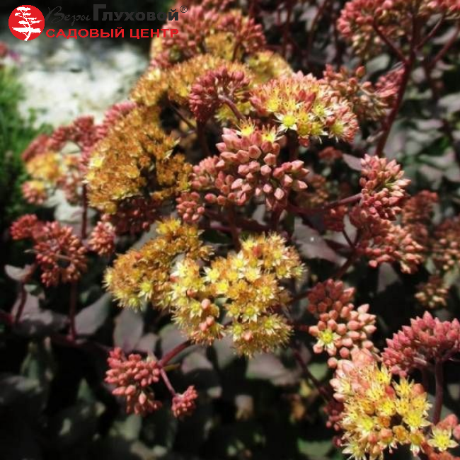 Основное изображение товара