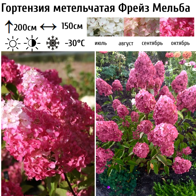 Основное изображение товара