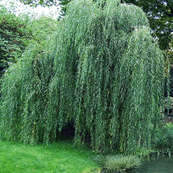 Основное изображение товара