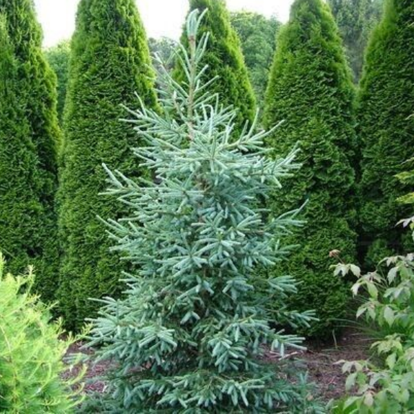 Основное изображение товара