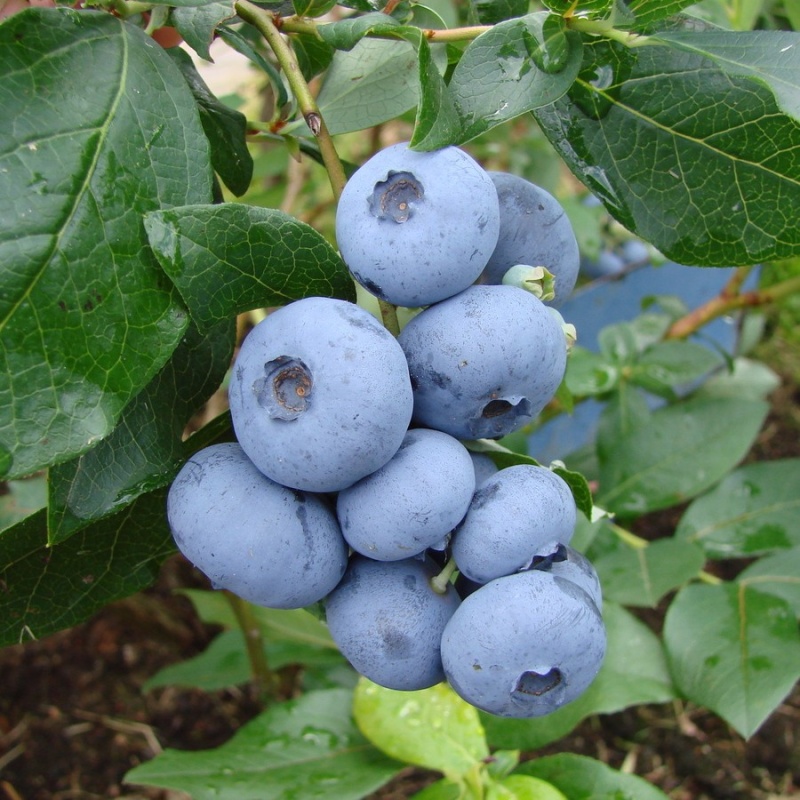 Основное изображение товара