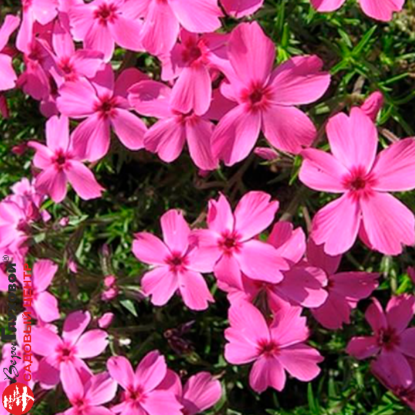 Основное изображение товара