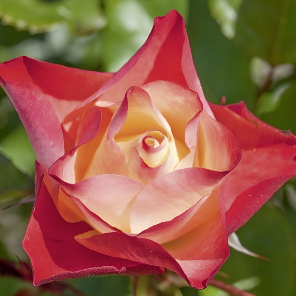 Основное изображение товара