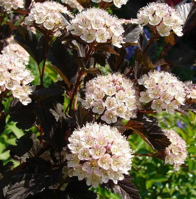 Основное изображение товара