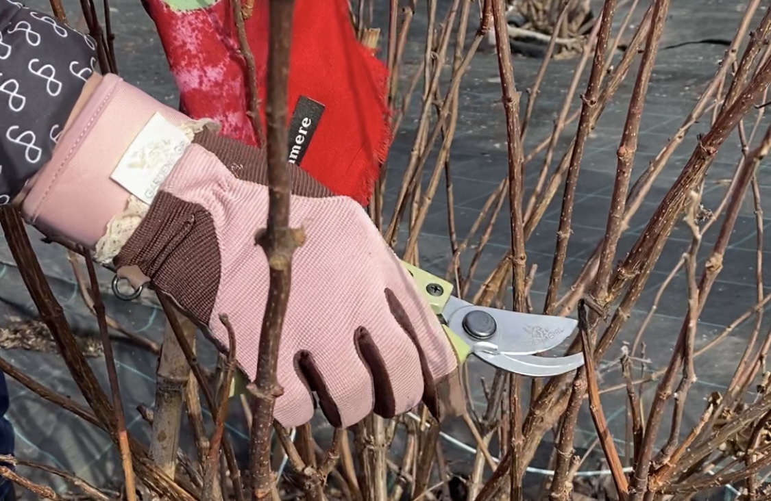 Уход за гортензией: обрезка, укрытие, посадка Уход за гортензией: обрезка, укрытие, посадка