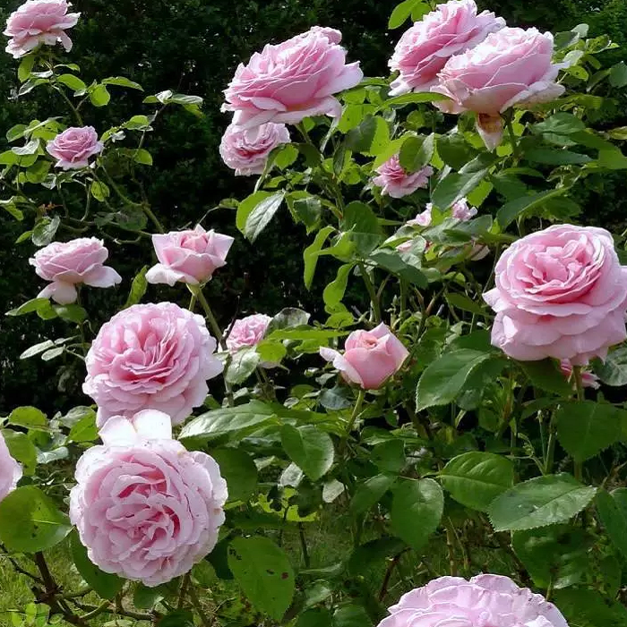 Основное изображение товара