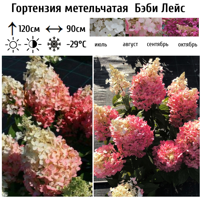 Гортензия метельчатая Бэби Лейс