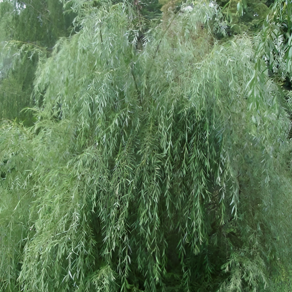 Основное изображение товара