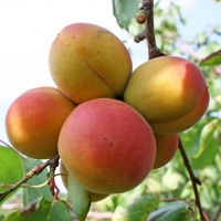 Новое поступление плодовых деревьев и кустарников!!!