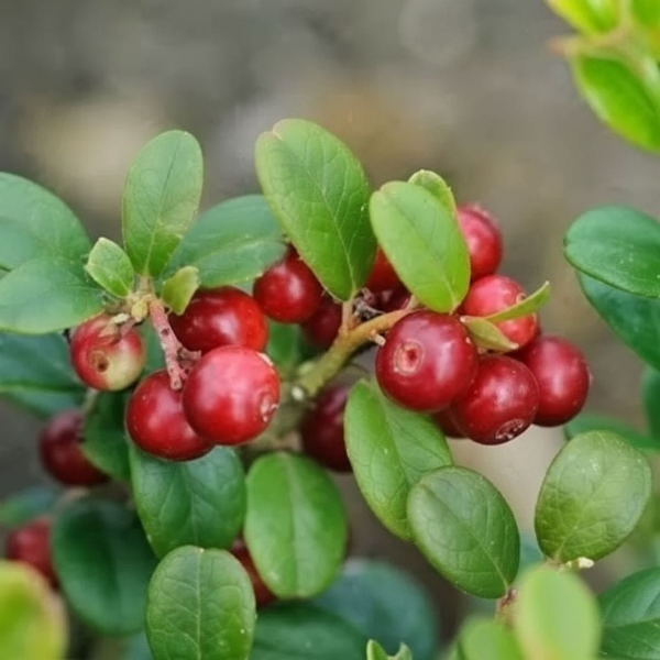 Основное изображение товара