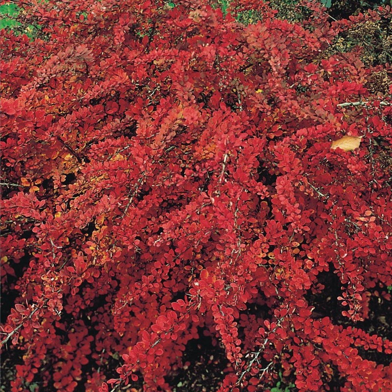 Основное изображение товара