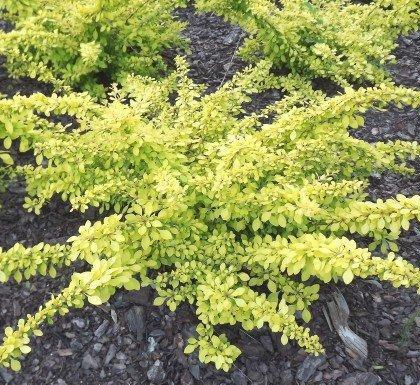 Основное изображение товара