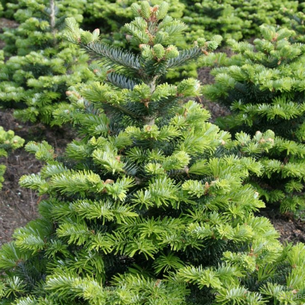Пихта корейская Тордис