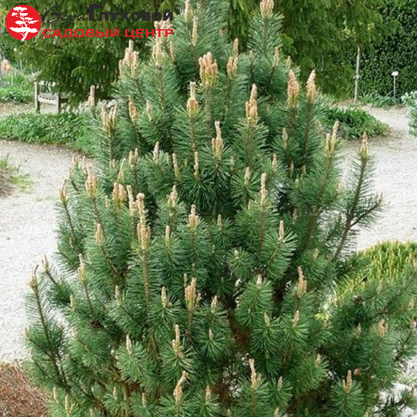 ¶Сосна горная "Колумнарис" - Pinus mugo Columnaris