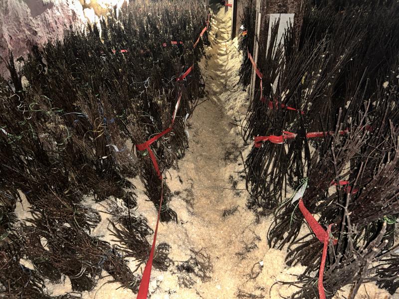 Не только королева сада, но и хозяйка горы