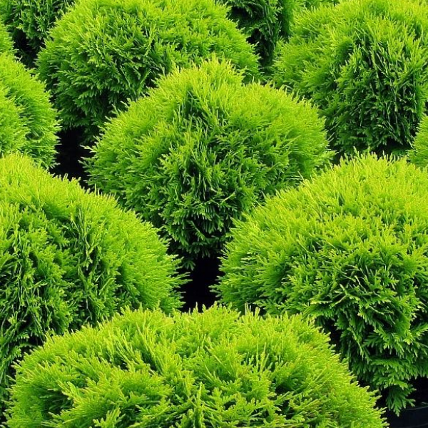 Туя западная "Брабант" - Thuja occidentalis 'Brabant'