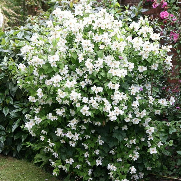 Основное изображение товара