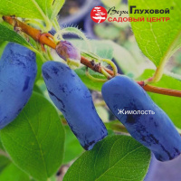 Жимолость: описание и свойства