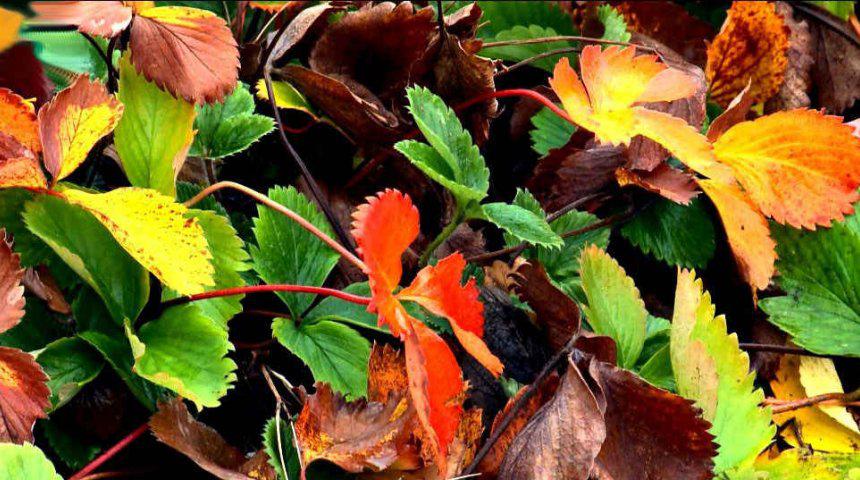 Уход за клубникой Уход за клубний