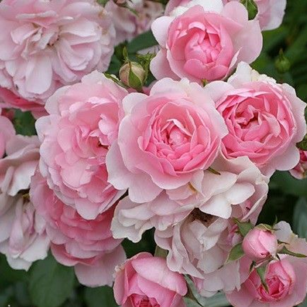 Основное изображение товара