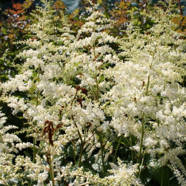 Астильба Арендса Браутшлейер