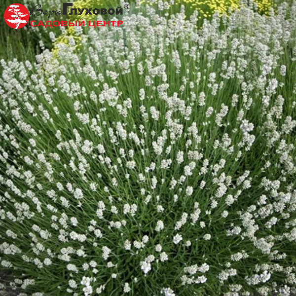 Лаванда узколистная Альба