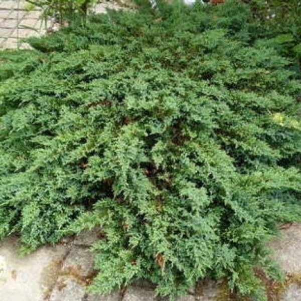 Основное изображение товара