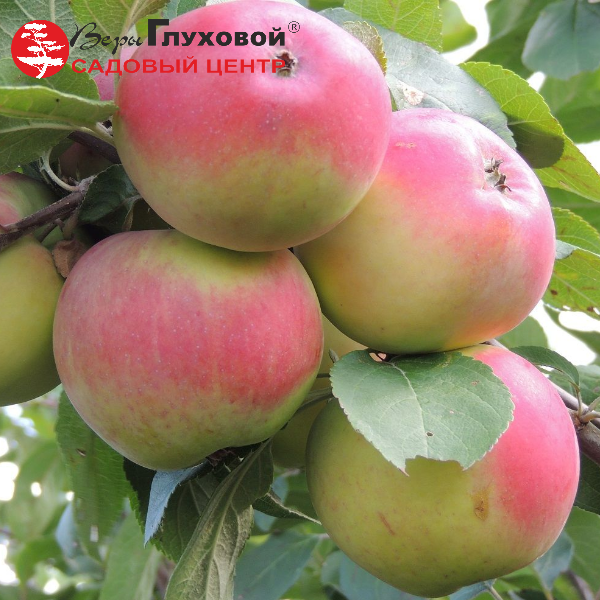 Яблоня Анис Свердловский (осенний сорт)