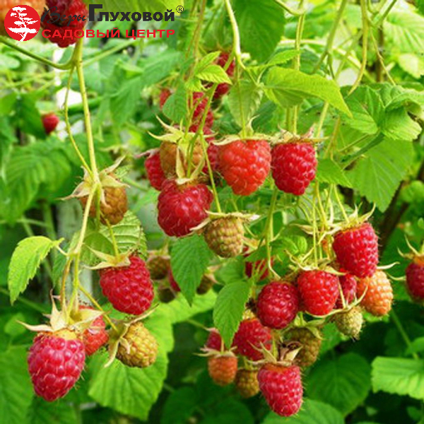 Основное изображение товара