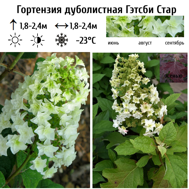 Основное изображение товара