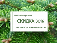 Скидка на хвойные растения