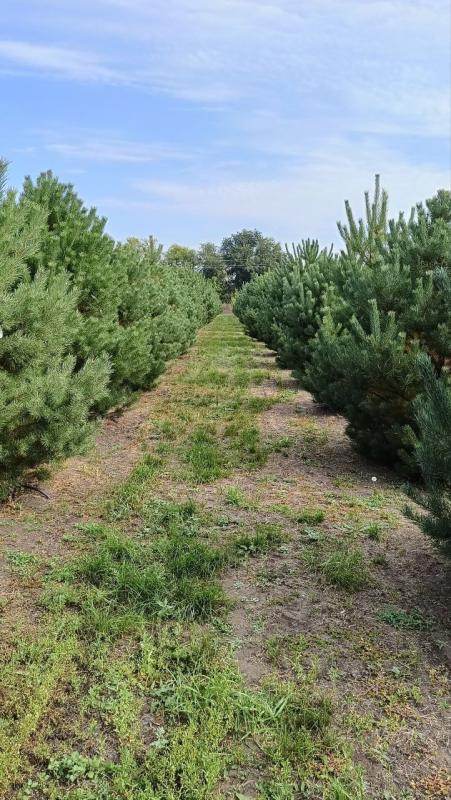 Время хвойных