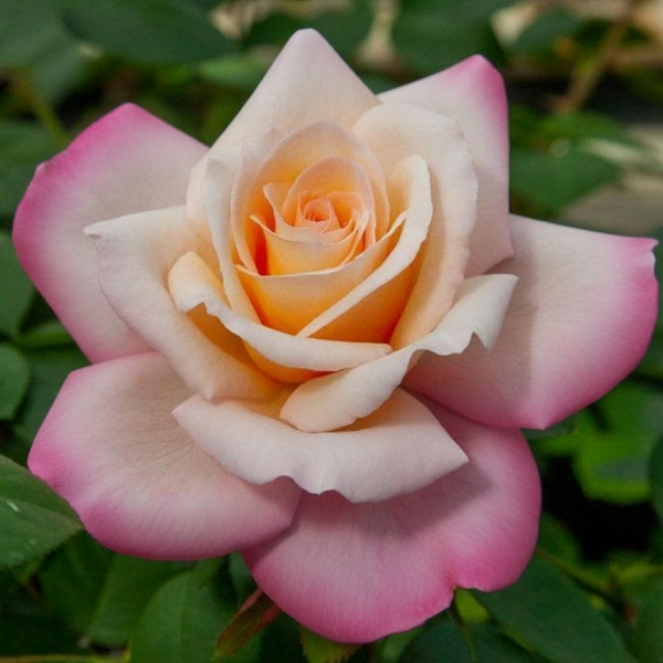 Основное изображение товара